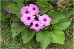 Argyreia involucrata